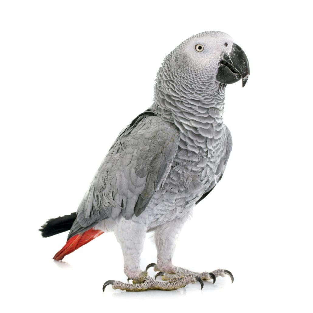 Advies voor dierenverzekeringen van de consumentenbond