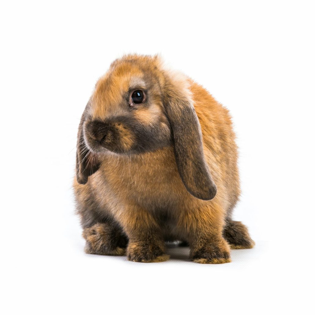 Wat zegt de consumentenbond van een dierenverzekering?